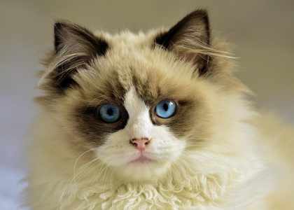 Oh Bella Chat