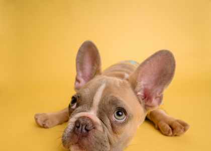 Wouafiz : Vêtements & accessoires pour chien